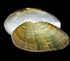 Villosa fabalis