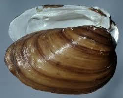 Villosa perpurpurea