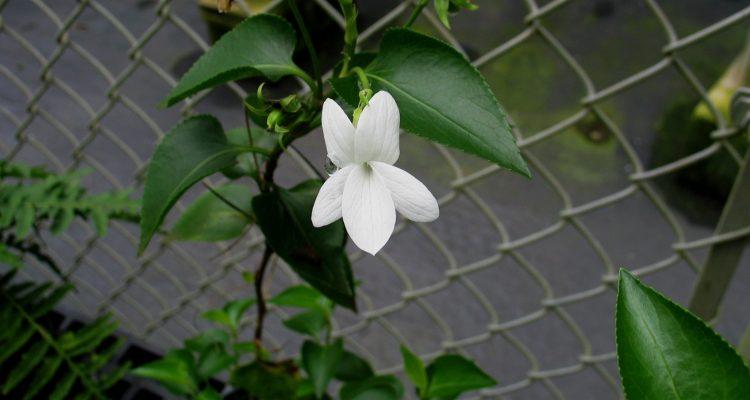 Viola chamissoniana ssp. chamissoniana