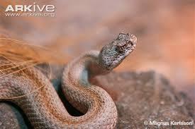 Vipera latifii