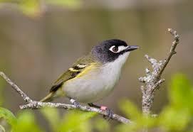 Vireo atricapilla