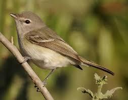 Vireo bellii pusillus
