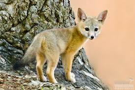 Vulpes macrotis mutica