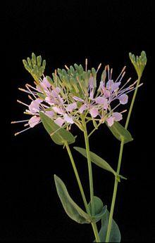Warea amplexifolia