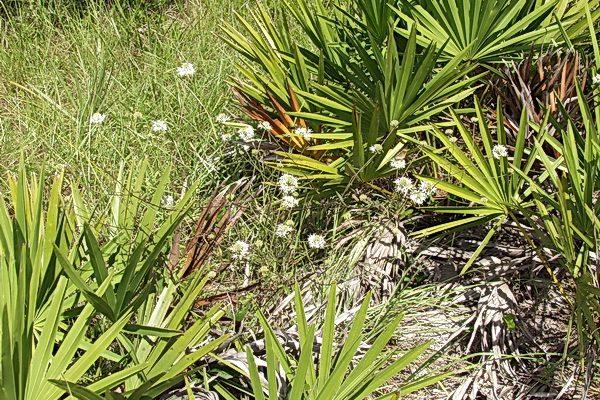 Warea carteri