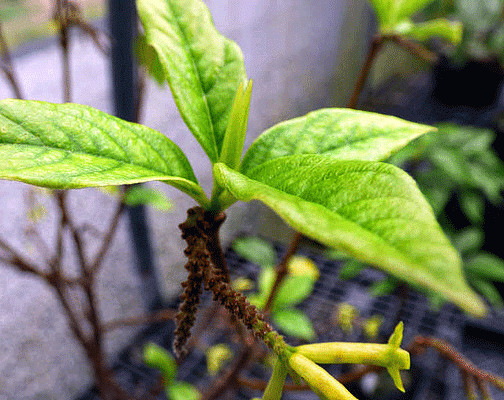Wikstroemia villosa