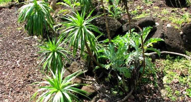 Wilkesia hobdyi