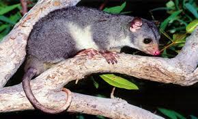 Wyulda squamicaudata