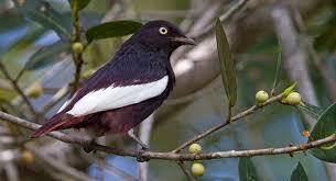 Xipholena atropurpurea