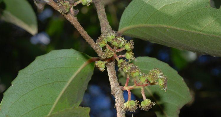 Xylosma crenatum
