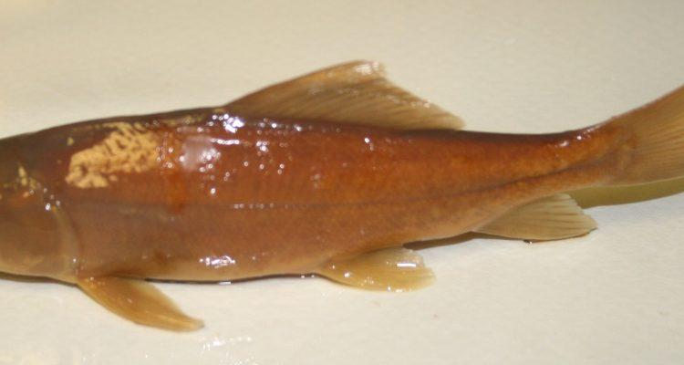 Xyrauchen texanus