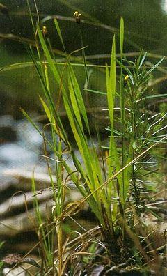 Xyris tennesseensis
