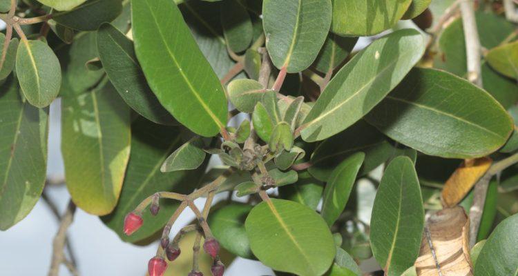 Zanthoxylum dipetalum var. tomentosum