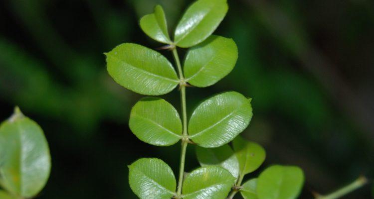 Zanthoxylum thomasianum
