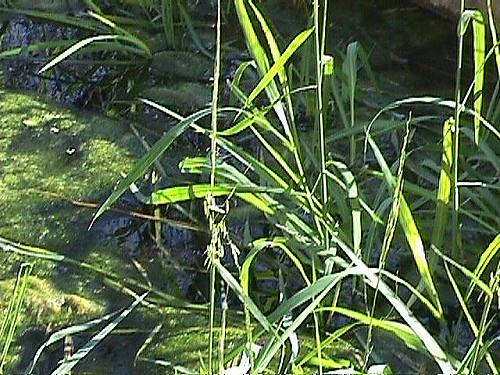 Zizania texana