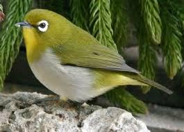 Zosterops albogularis