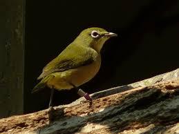 Zosterops conspicillatus conspicillatus