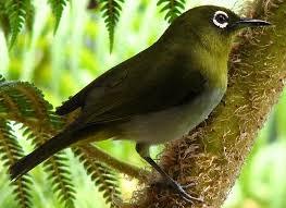 Zosterops rotensis