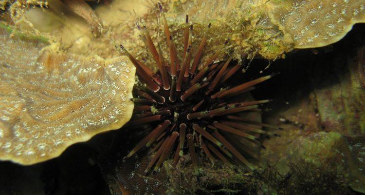 Tiny grazers may bring hope to the Caribbean reefs