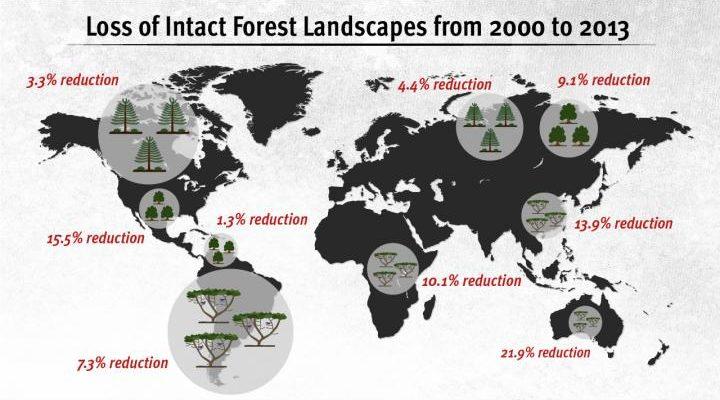 Shrinking forest landscape tracked by satellites