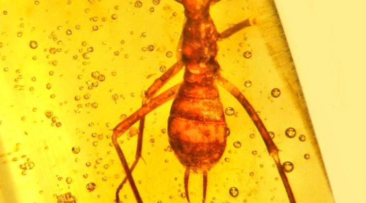 “E.T.-like” ancient insect gets its own scientific order