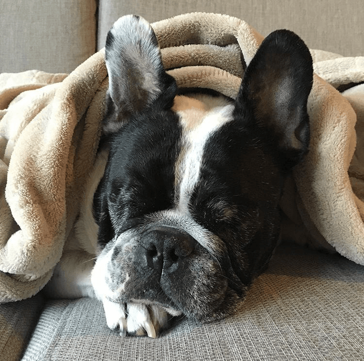 Animal spotlight: French Bulldogs