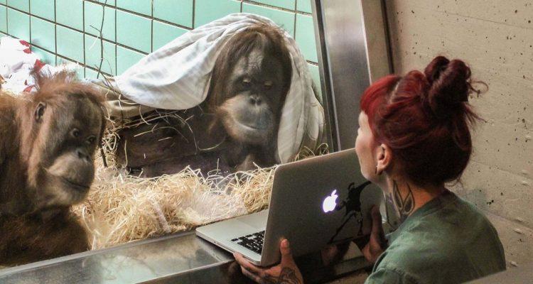 Tinder for orangutans helps primates find a date