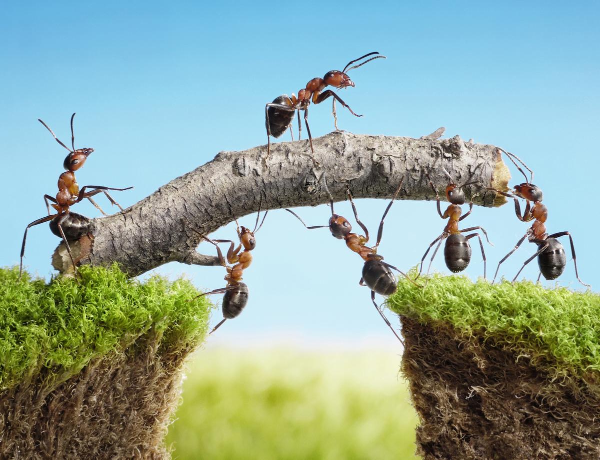 LOL! Ants running on treadmills will crack you up!