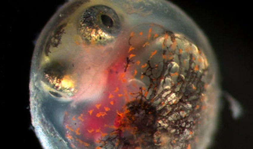 Mutant fish from the BP oil spill shed light on human health