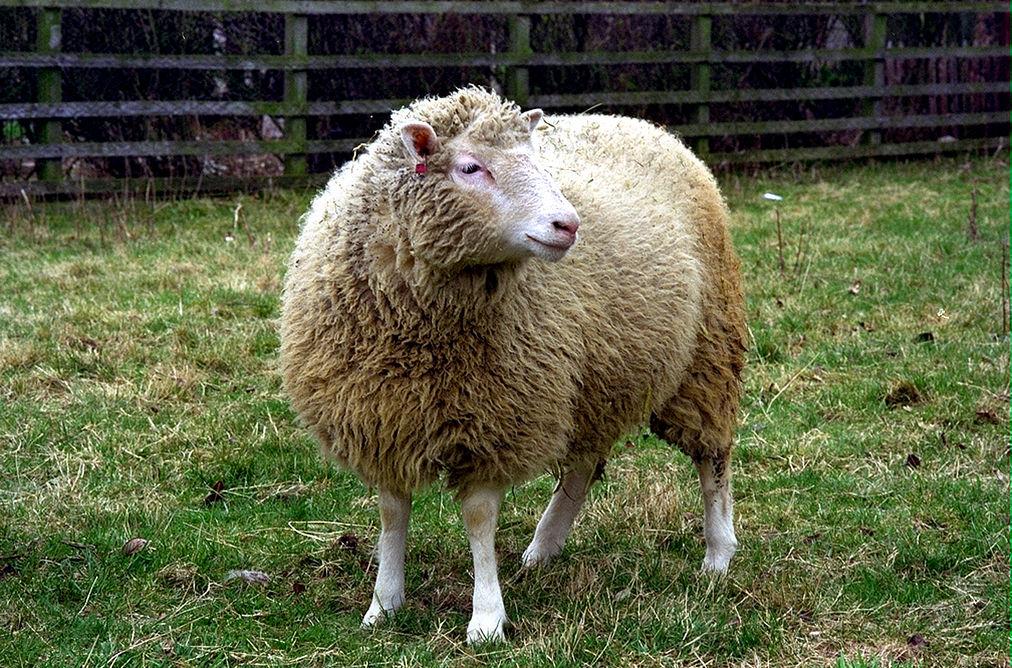 Scientists celebrate 20th anniversary of Dolly the cloned sheep