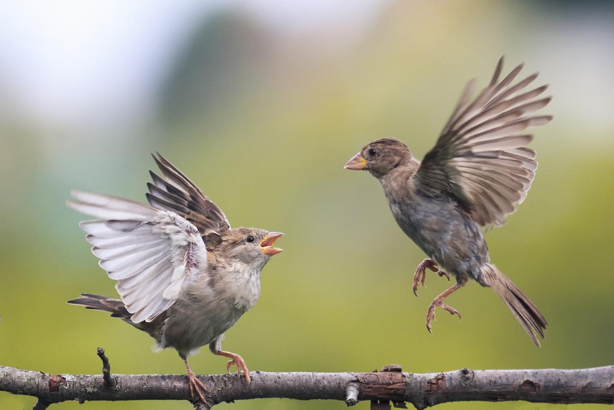 Small bird mobs gang up to attack predators