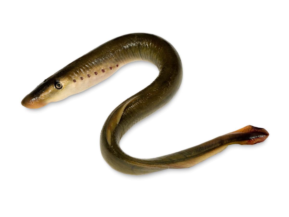 Female lamprey fish mate hundreds of times but save their eggs
