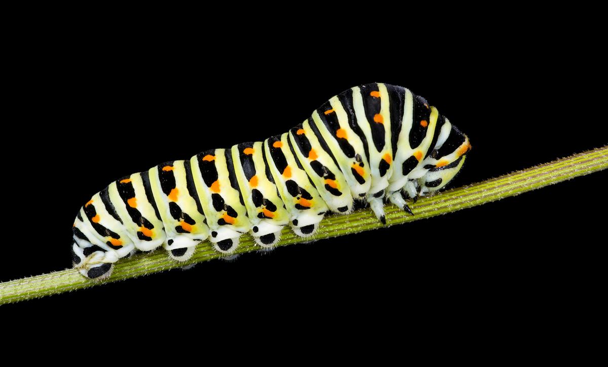 Caterpillars vibrate their anuses to communicate with each other