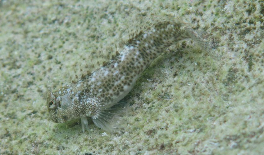 Blenny fish in the South Pacific can survive out of water