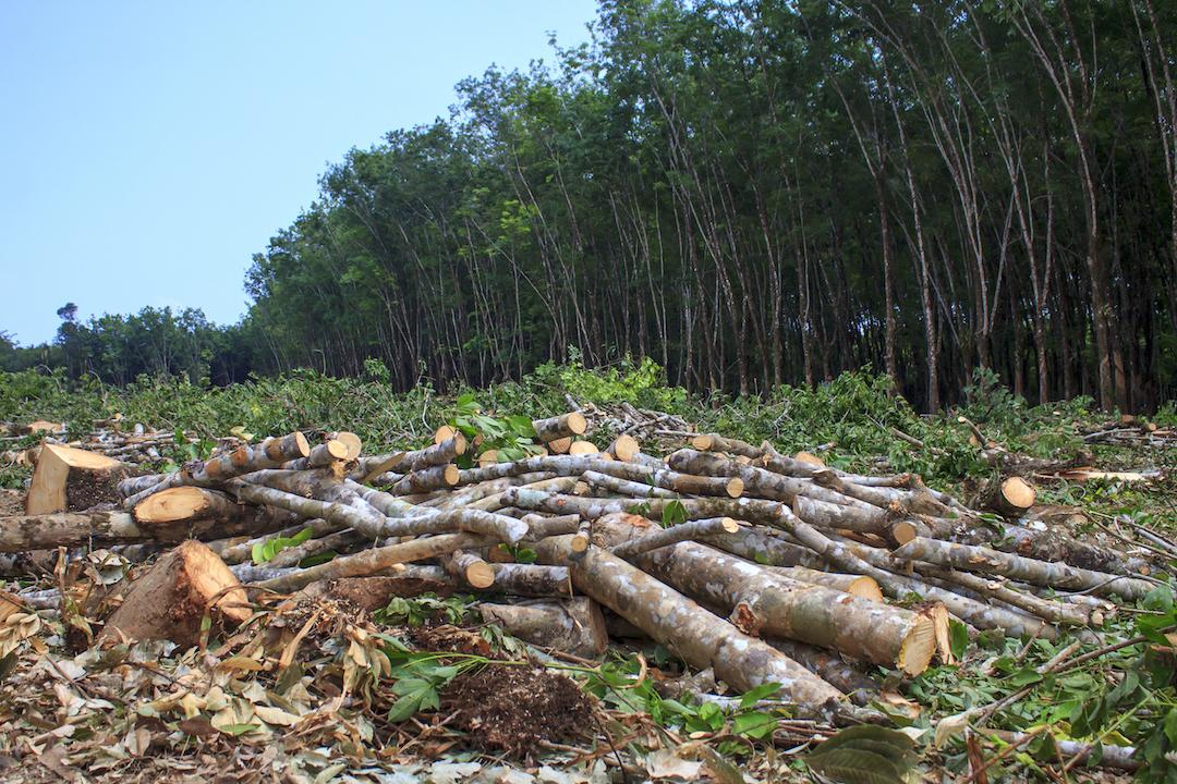 Dramatic deforestation in Rio Branco
