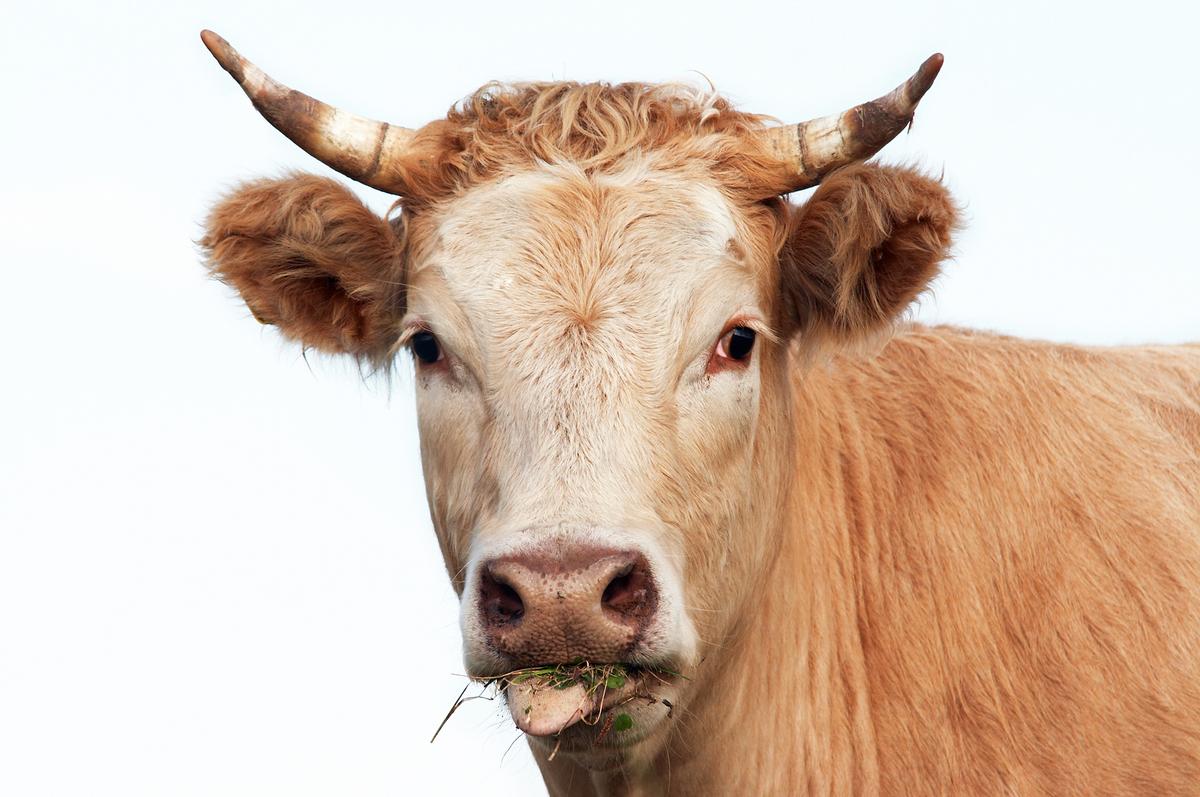 Chewing like a cow helped early mammals survive mass extinction