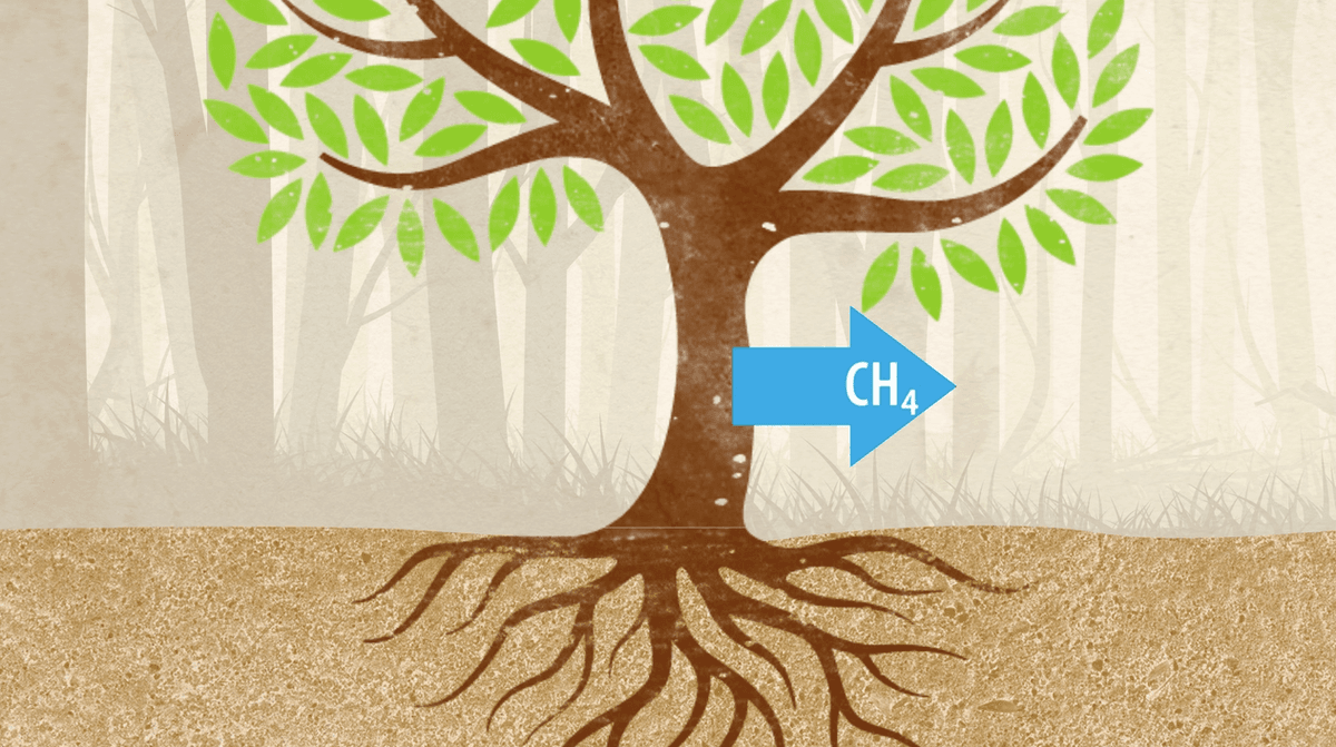 Tree trunks don’t store methane, they actually release it