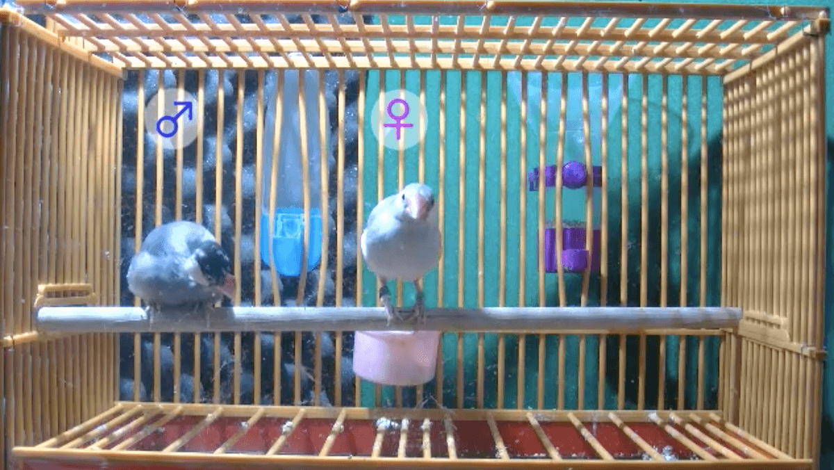 Java sparrows fall in love on the dance floor