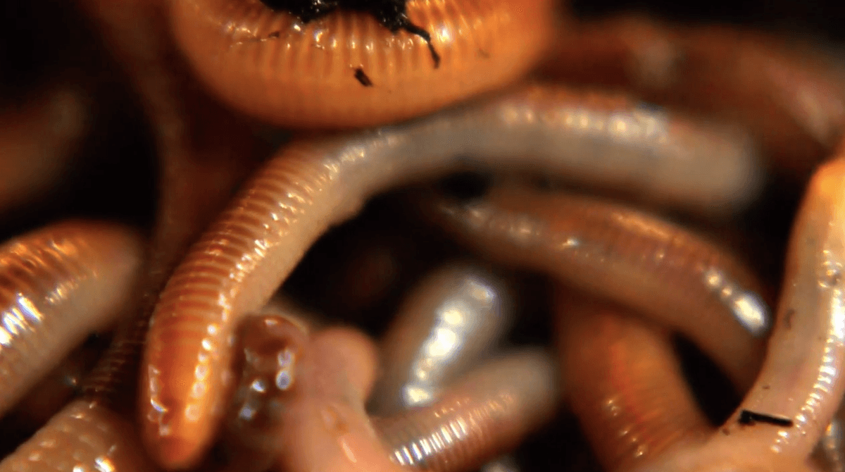 The secret powers of earthworms and other detritivores