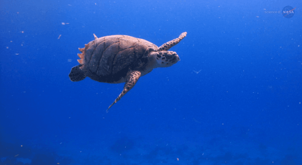 As the planet warms, the world's oceans reshuffle the heat