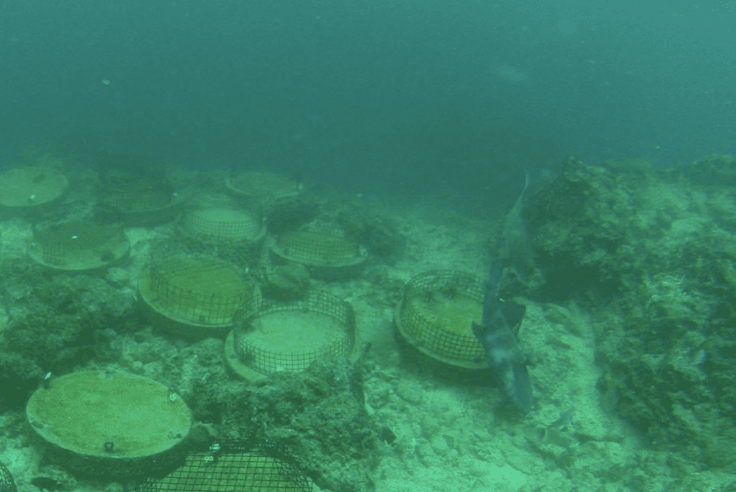 Triggerfish and hogfish prove that food chains can be complicated