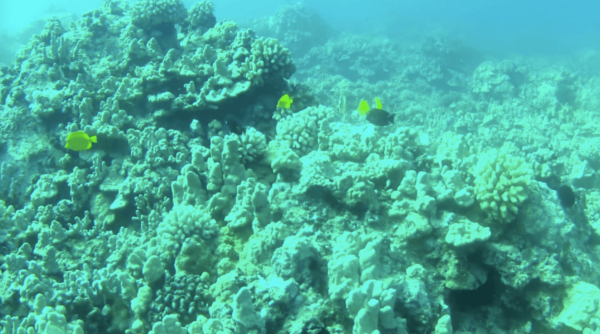 Shallow water fish found in deep Hawaii reefs