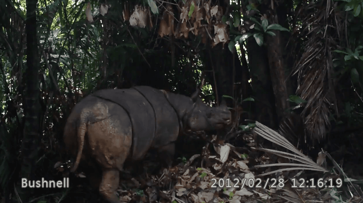 Javan rhinos face extreme threat of extinction