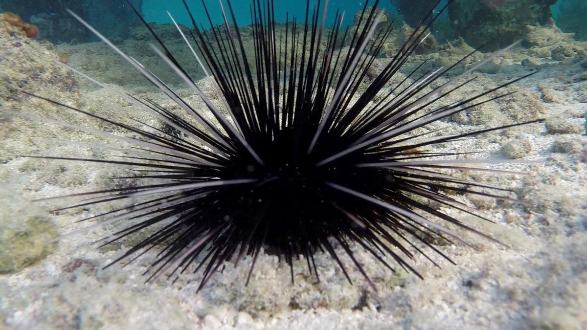 Investigating the disappearance of long-spined sea urchins