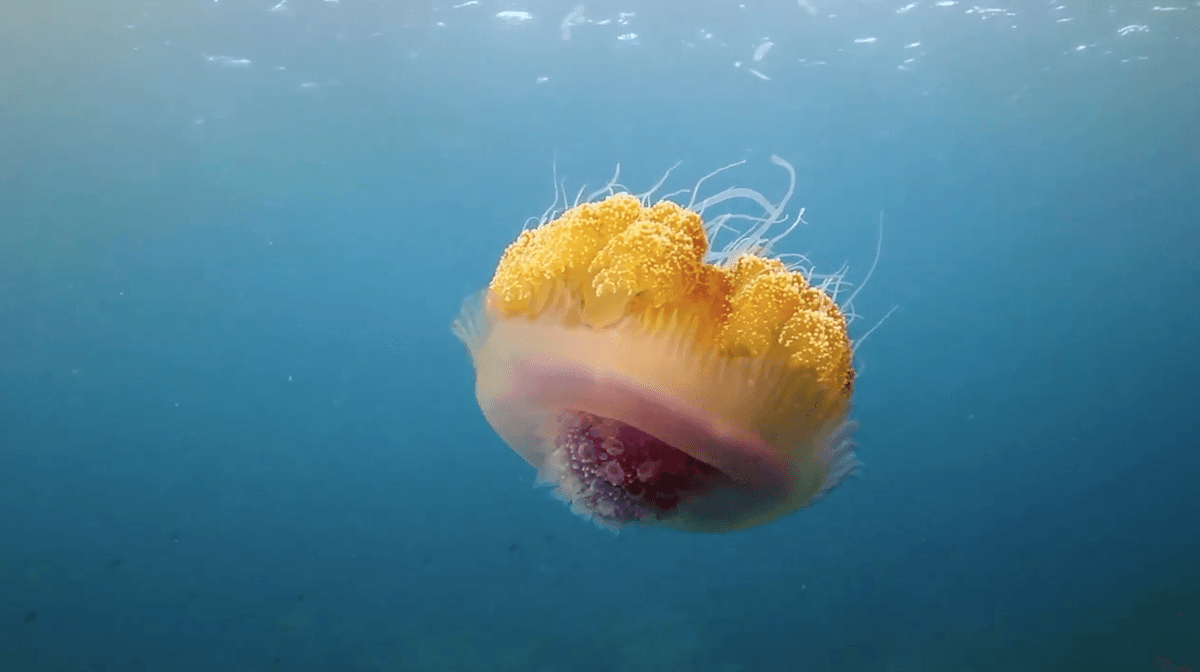 Should you really pee on a jellyfish sting?