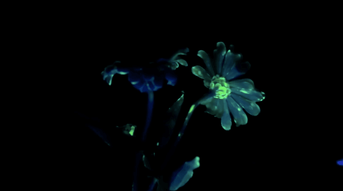 How you can grow your own fluorescent flowers