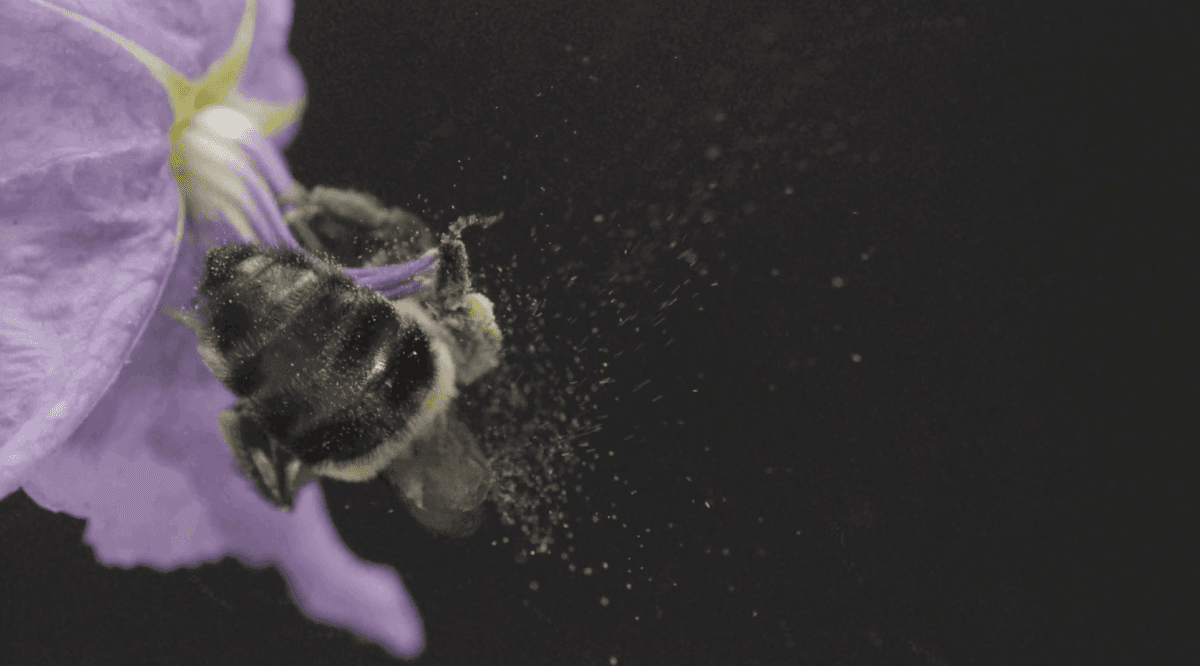 High-speed footage of a sonicating bee
