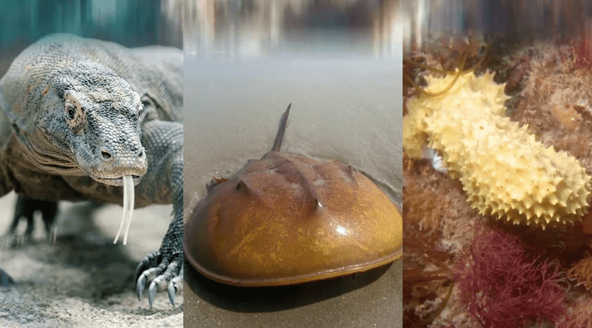 How dragon blood, sea sponges, and crabs could save your life