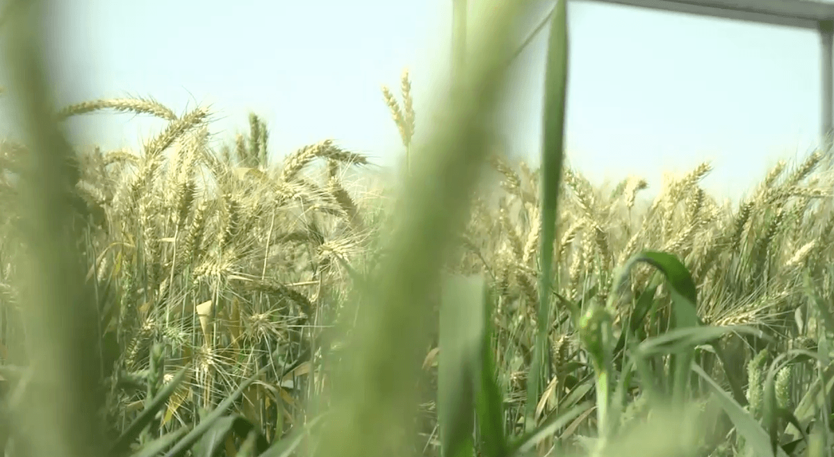 Why investing in wheat research is important