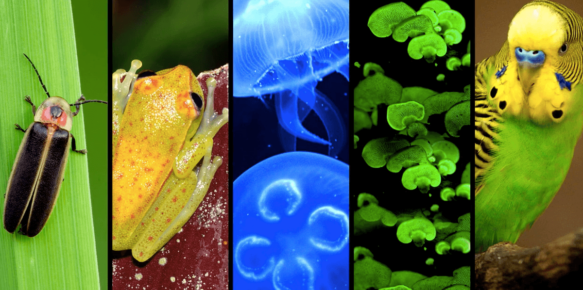 How some animals can glow in the dark